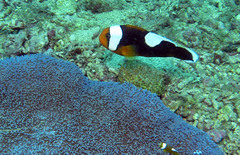 Amphiprion polymnus