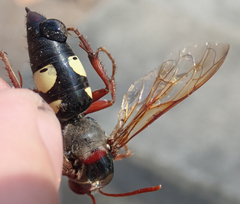 Sphecius