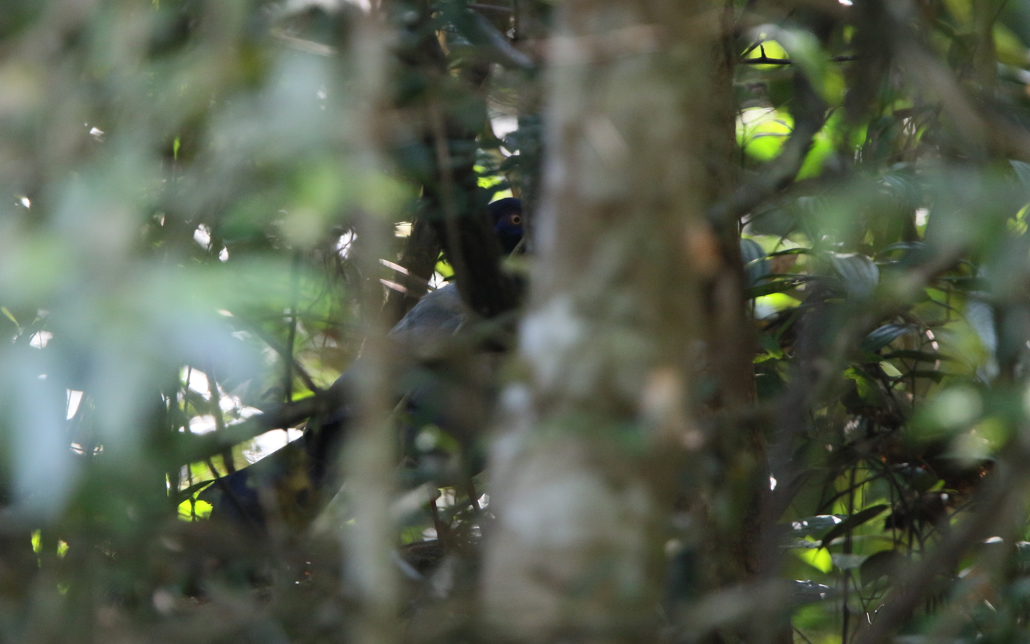 Coral-billed Ground Cuckoo (Carpococcyx renauldi), photo 5