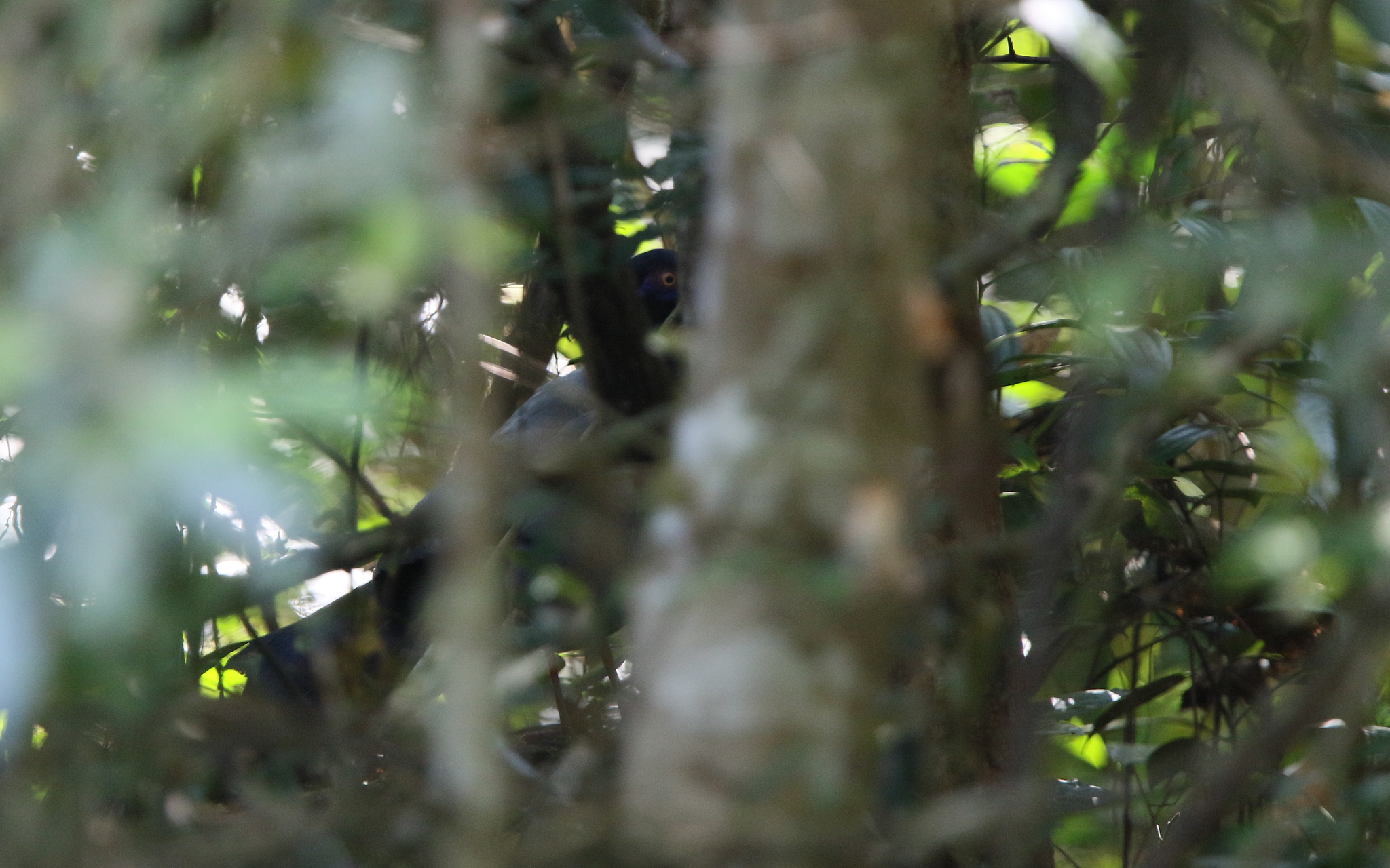 Coral-billed Ground Cuckoo (Carpococcyx renauldi), photo 6