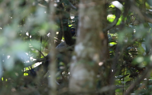 Coral-billed Ground Cuckoo (Carpococcyx renauldi), photo 7