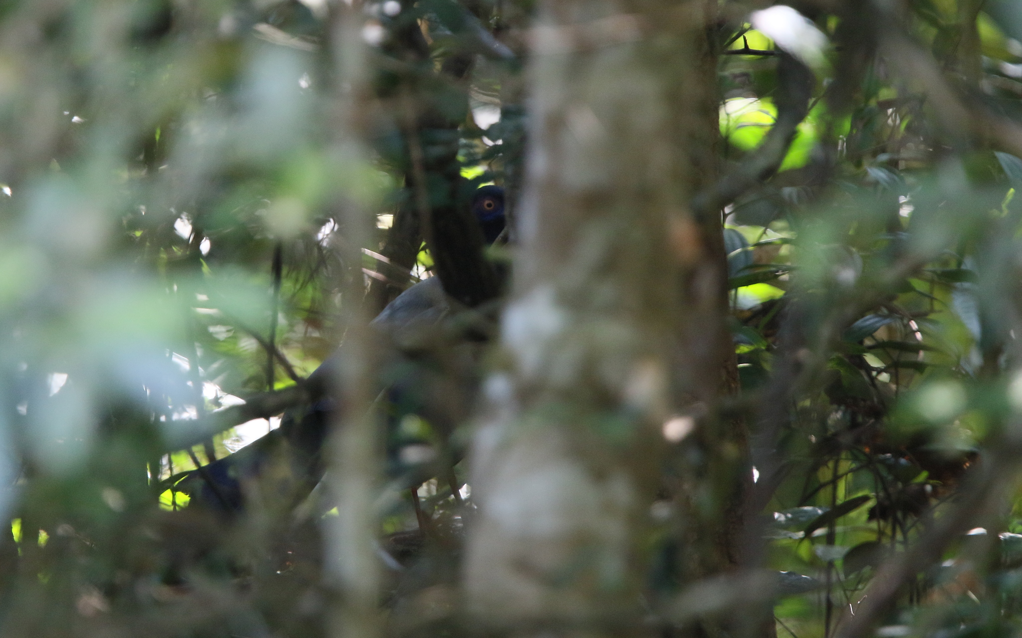 Coral-billed Ground Cuckoo (Carpococcyx renauldi), photo 7
