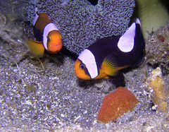 Amphiprion polymnus