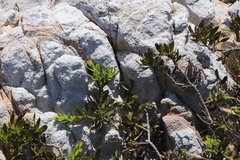 Liparia splendens comantha