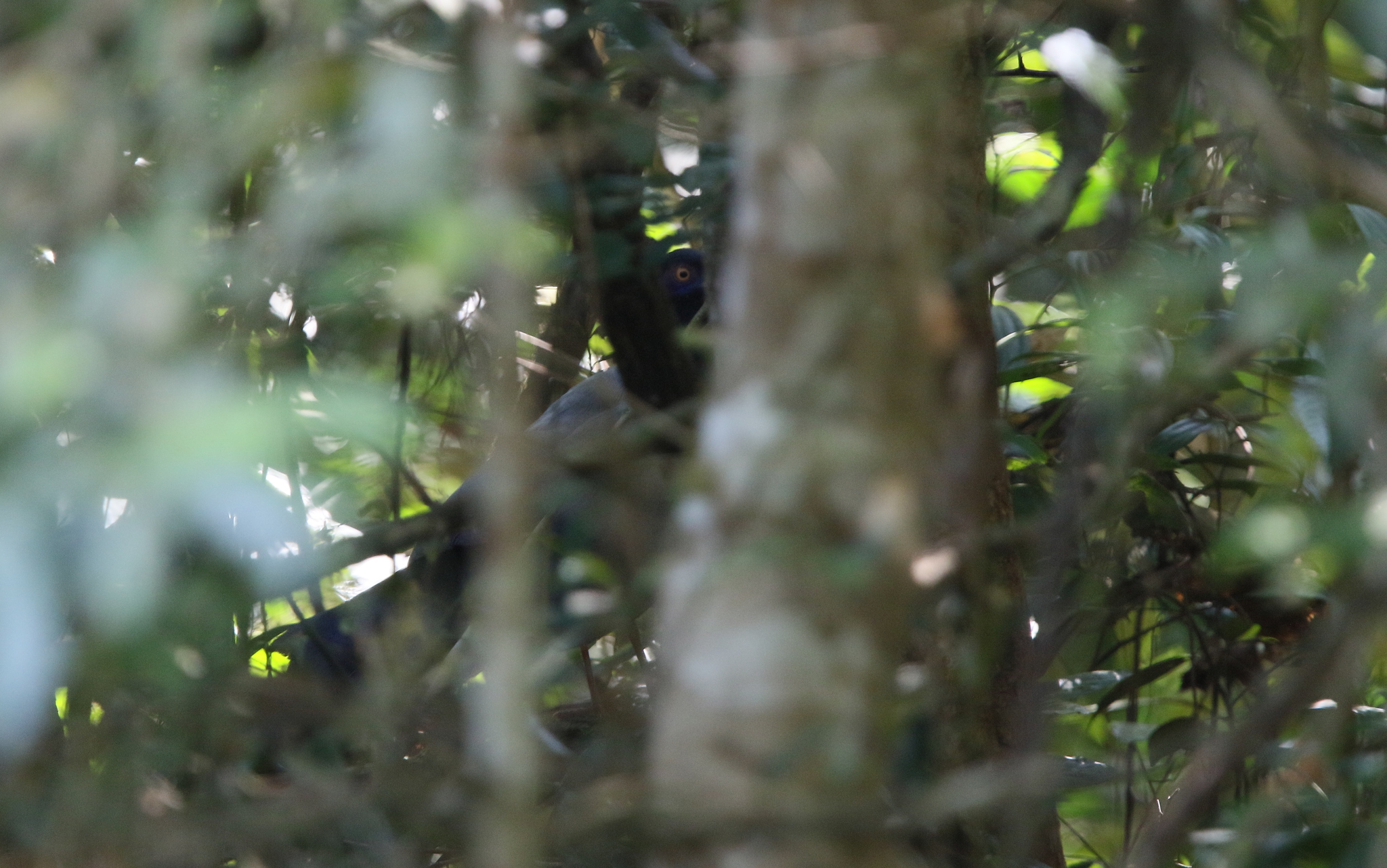 Coral-billed Ground Cuckoo (Carpococcyx renauldi), photo 8