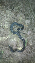 Atractus