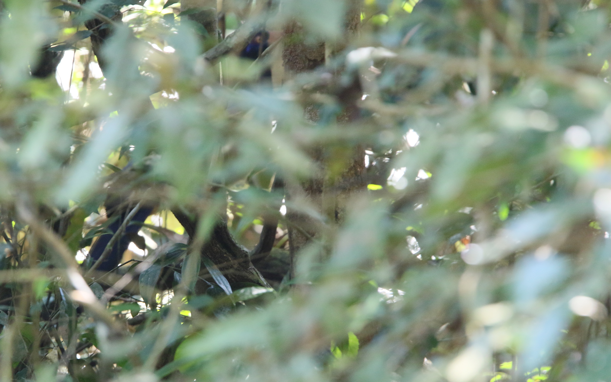 Coral-billed Ground Cuckoo (Carpococcyx renauldi), photo 9