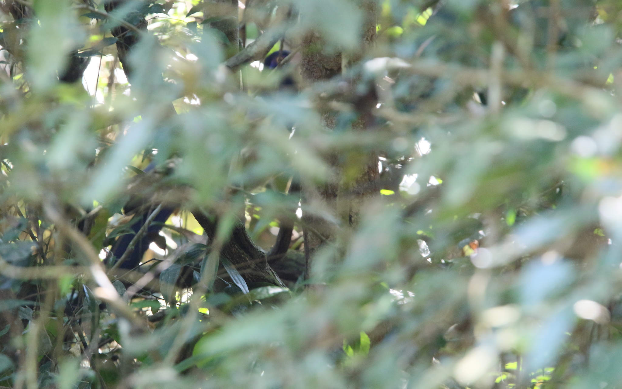 Coral-billed Ground Cuckoo (Carpococcyx renauldi), photo 10