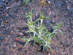 Ipomopsis gossypifera