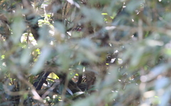 Carpococcyx renauldi