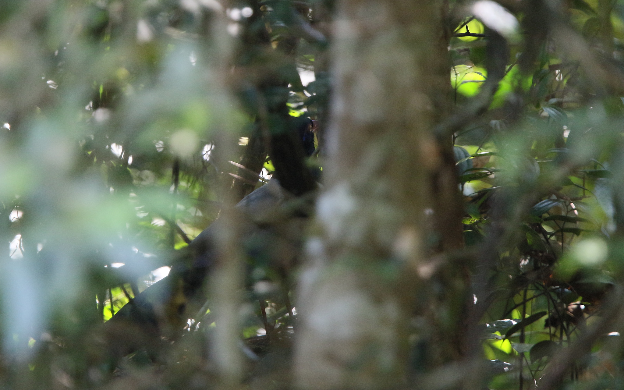 Coral-billed Ground Cuckoo (Carpococcyx renauldi), photo 2