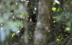 Carpococcyx renauldi