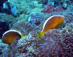 Amphiprion sandaracinos