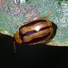 Pseudoides flavovittis