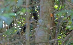 Carpococcyx renauldi