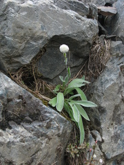 Craspedia lanata elongata