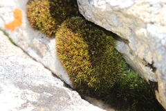 Trichostomum brachydontium