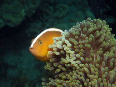 Amphiprion sandaracinos