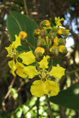 Stigmaphyllon bonariense