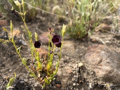 Nemesia bodkinii