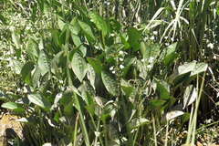 Echinodorus grandiflorus