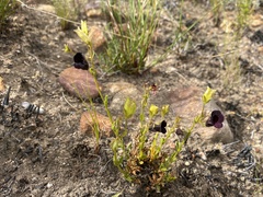 Nemesia bodkinii