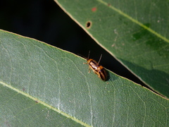 Pseudoides flavovittis