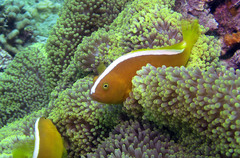 Amphiprion sandaracinos