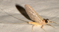 Maccaffertium pulchellum