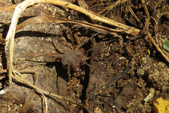 Hernandaria scabricula