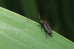 Polemius denticornis