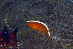 Amphiprion sandaracinos
