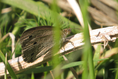 Stegosatyrus periphas