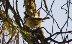 Regulus ignicapilla