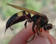 Sphecius