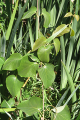 Stigmaphyllon bonariense