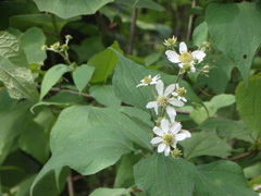 Montanoa frutescens