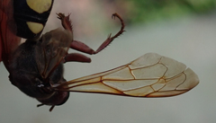Sphecius