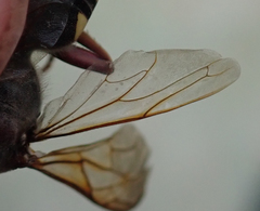 Sphecius