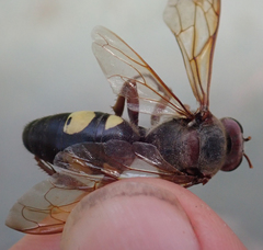 Sphecius