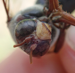 Sphecius