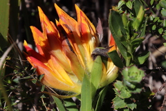 Liparia splendens comantha