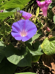 Ipomoea indica