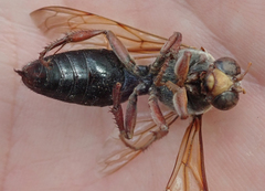 Sphecius