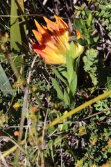 Liparia splendens comantha