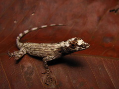 Anolis ortonii
