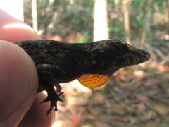 Anolis ortonii