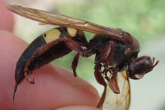 Sphecius