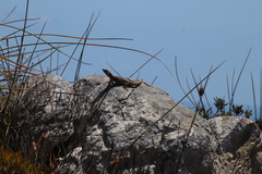 Pseudocordylus microlepidotus
