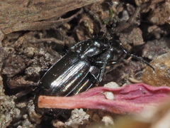Microlestes maurus